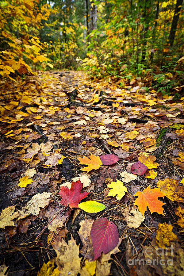 Path in fall forest 1 Photograph by Elena Elisseeva