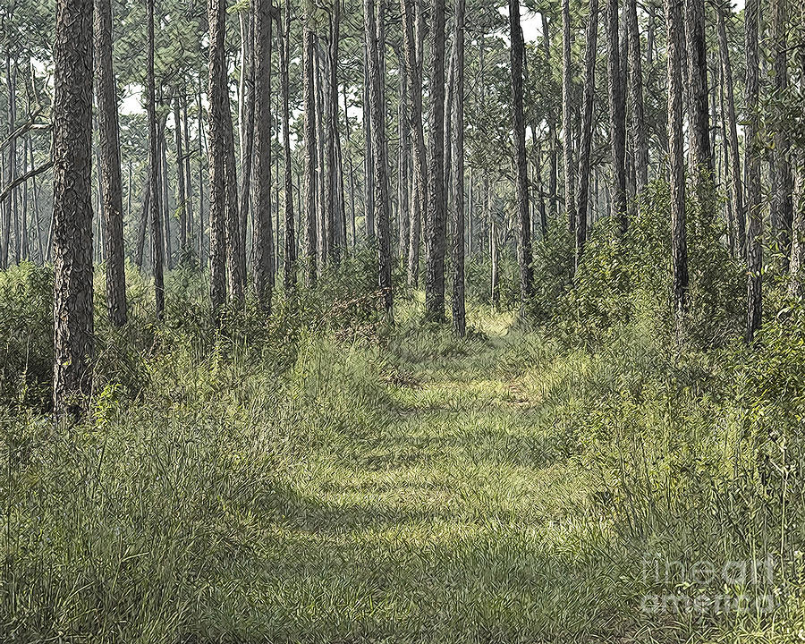 Path in the Woods by Robert Suggs Path in the Woods by Robert Suggs