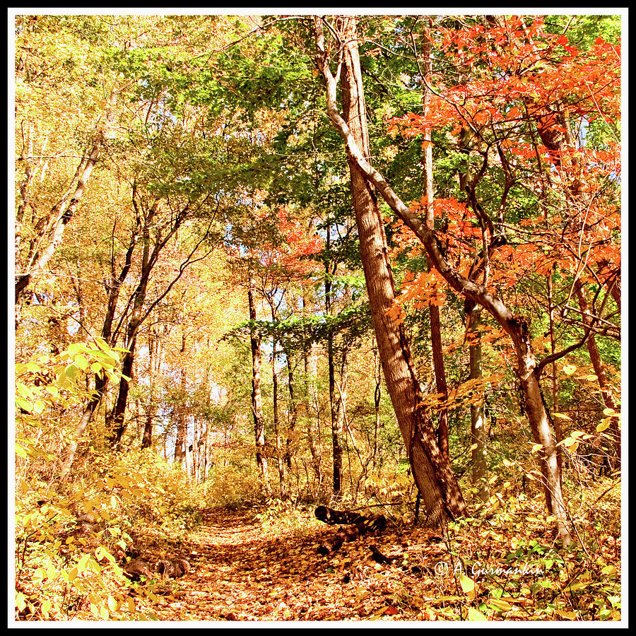 Path Through a Fall Forest #1 Photograph by A Macarthur Gurmankin