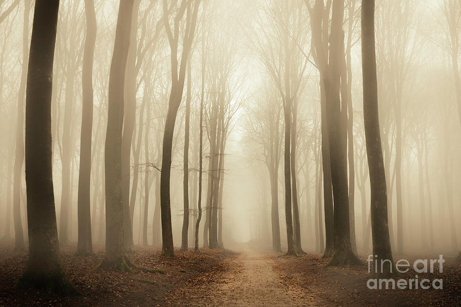 Path Through the 2024 Misty Woods