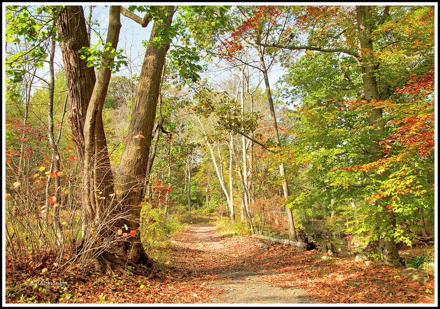 Path Through a Pennsylvania Forest, Autumn #1 Photograph by A Macarthur Gurmankin