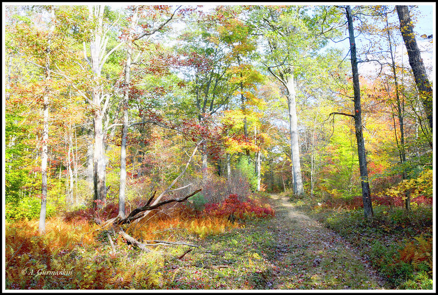 Path Through a Pennsylvania Forest in Autumn #1 Photograph by A Macarthur Gurmankin