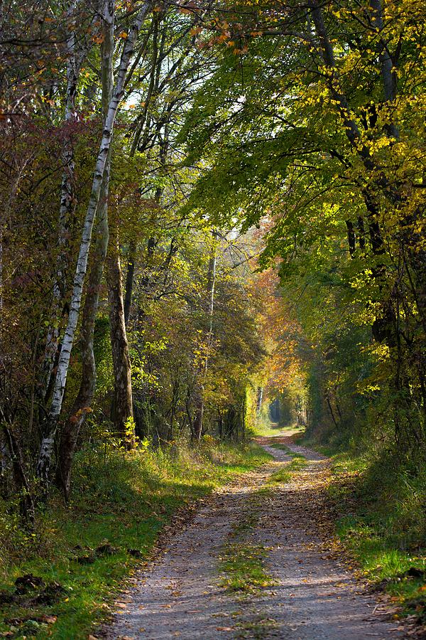Path Through Autumn Forest Photograph by Andreas Berthold