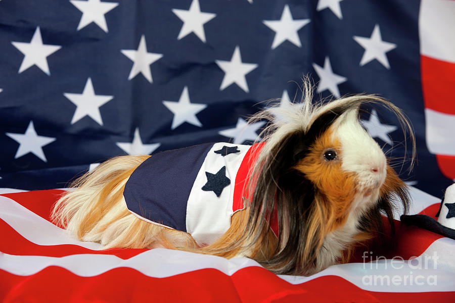 Patriotic Abyssinian Guinea Pig #1 Photograph by Anthony Totah
