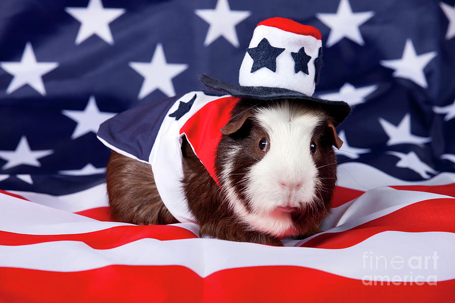 Patriotic American Guinea Pi #1 Photograph by Anthony Totah