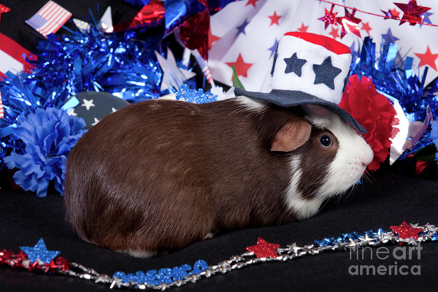 Patriotic American Guinea Pig #1 Photograph by Anthony Totah