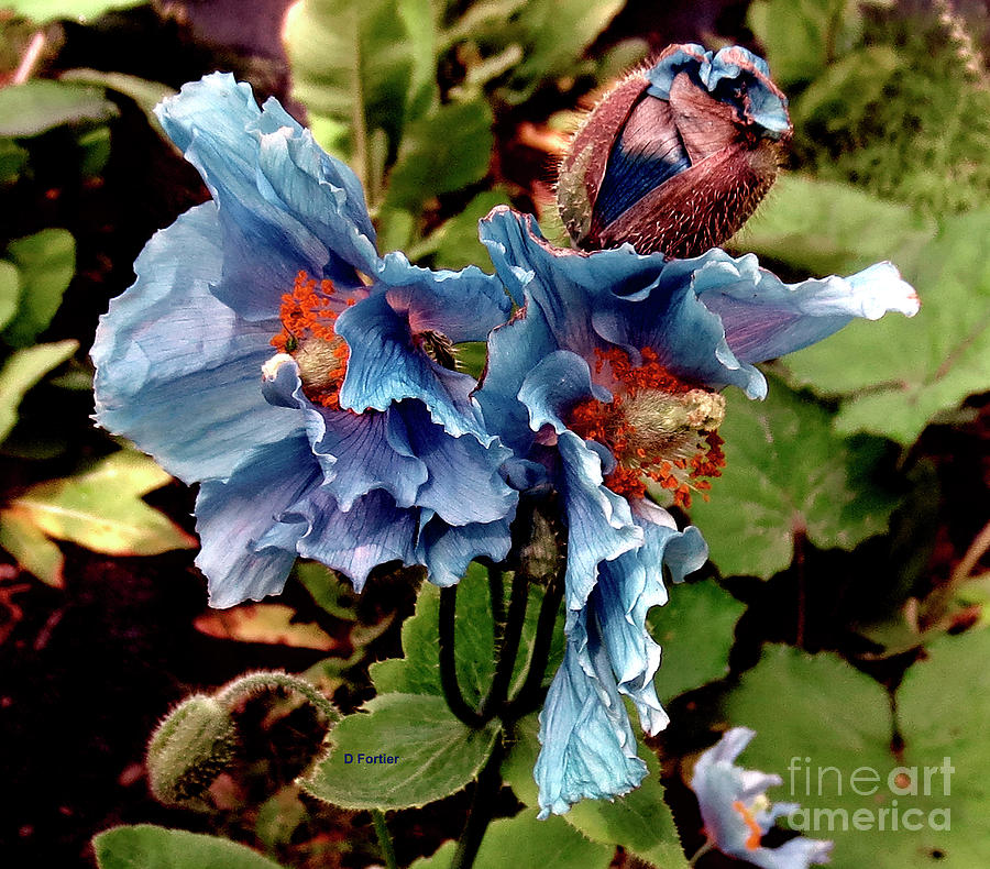 Summer Photograph - Pavot bleu // Meconopsis betonicifolia 2 // Blue Poppy by Dominique Fortier