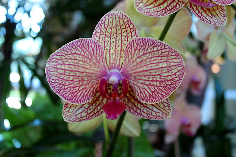 Peabody Orchid I #1 Photograph by Michiale Schneider
