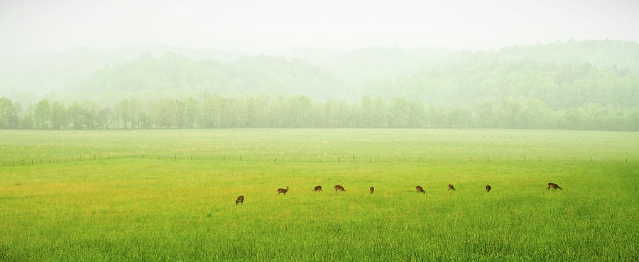 Peace In Cades Cove #1 Photograph by Randall Evans