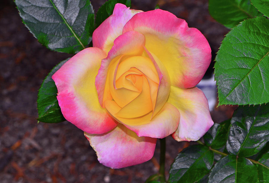 Peace Rose 007 #1 Photograph by George Bostian
