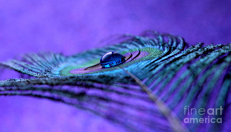 Peacock Photograph - Peace Within #1 by Krissy Katsimbras