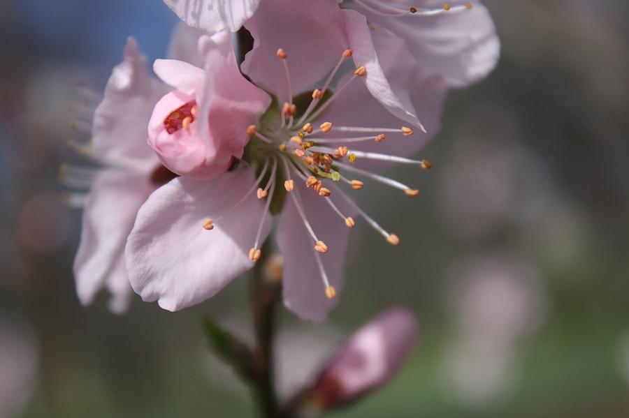 Peach blossom #1 Photograph by April Cook