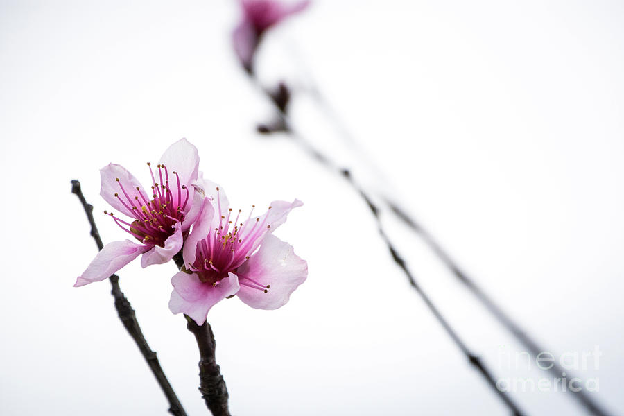 Peach Blossom #1 Photograph by Cheryl McClure