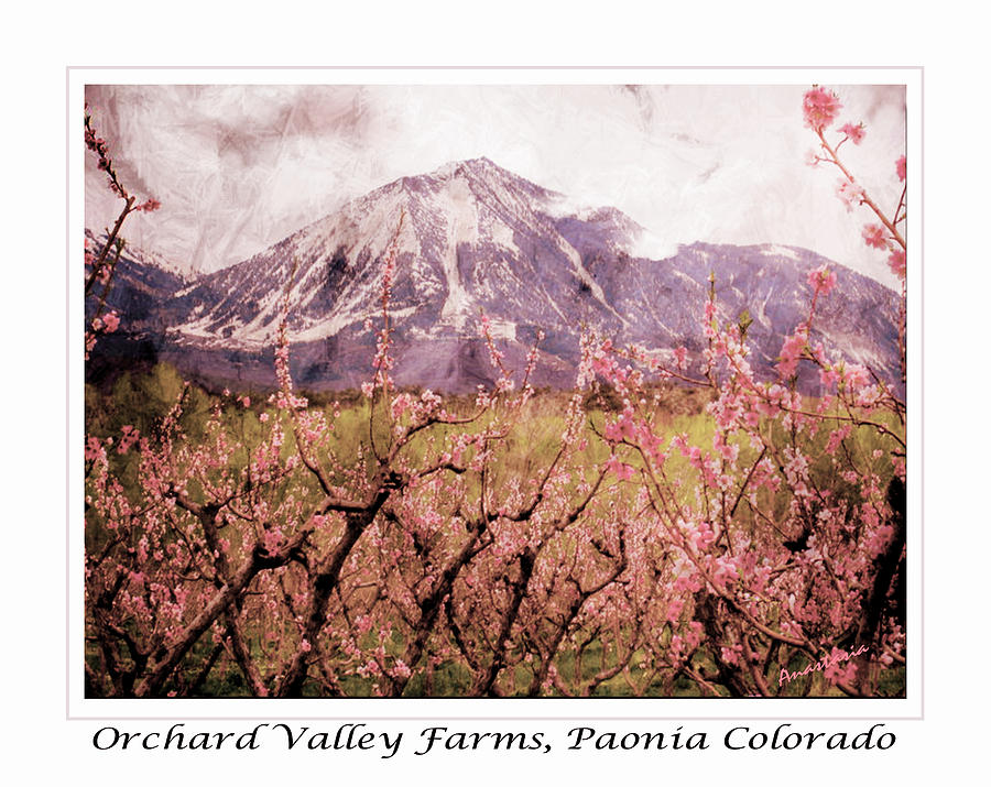 Peach Blossoms and Mount Lamborn Orchard Valley Farms #1 Photograph by Anastasia Savage Ealy