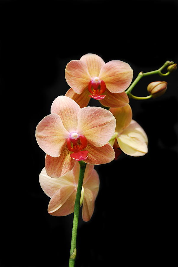 Peach Orchids #1 Photograph by Michael Peychich