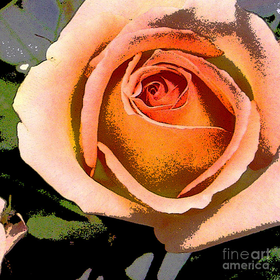 Peach Rose Digital Art by Marsha Young