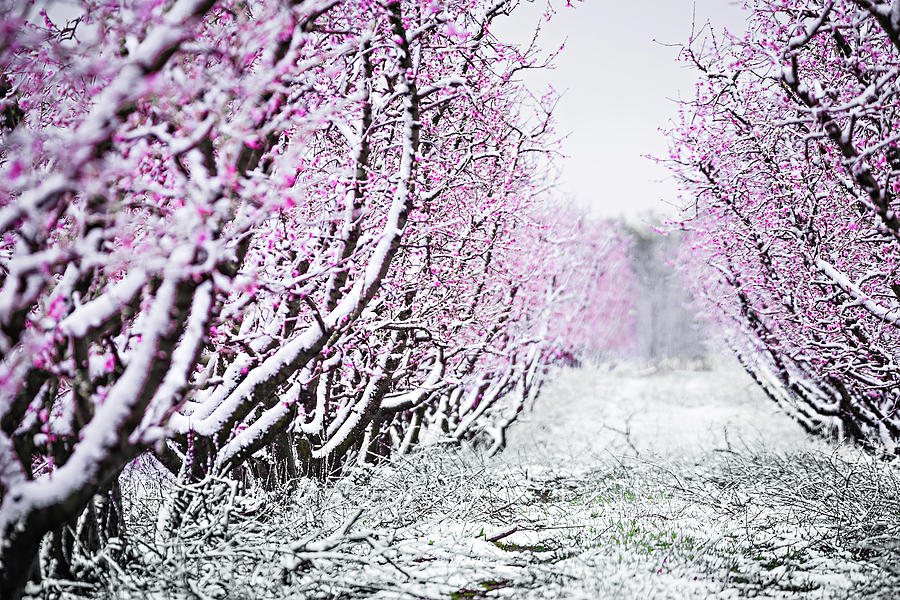 Peach Tree Blossom On A Farm In Spring Snow #1 Photograph by Alex Grichenko