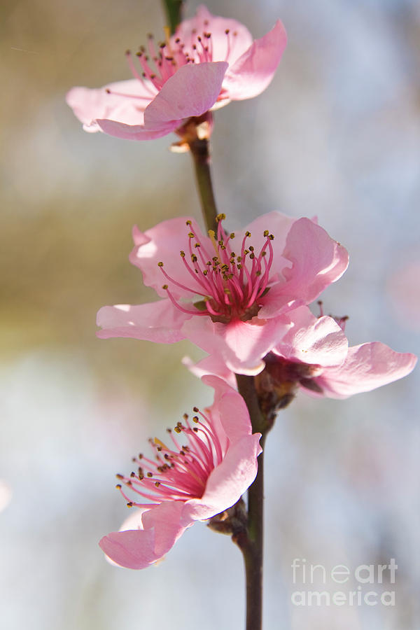 Peach tree flowers #3 Photograph by Irina Afonskaya