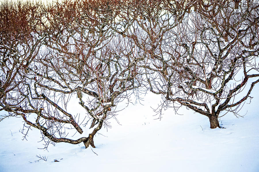 Peach Tree Orchards On Snowy Winter Landscape #1 Photograph by Alex Grichenko