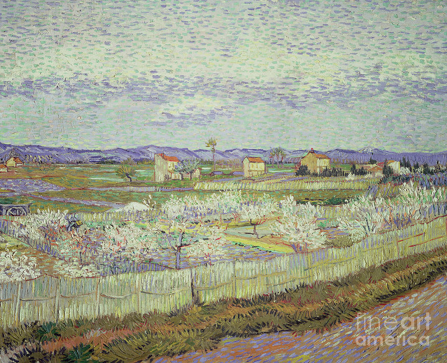 Vincent Van Gogh Painting - Peach Trees in Blossom by Vincent van Gogh