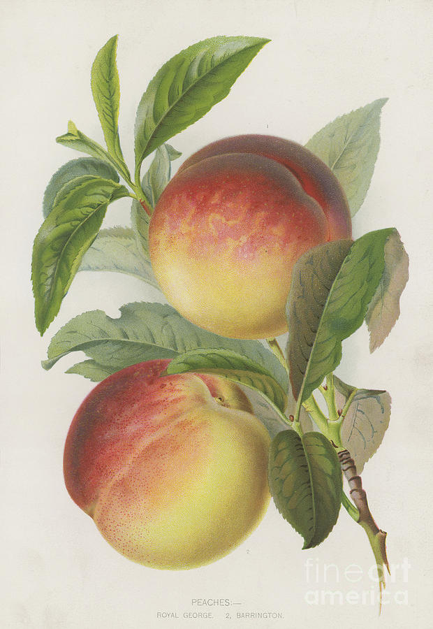 Peach Painting - Peaches by English School