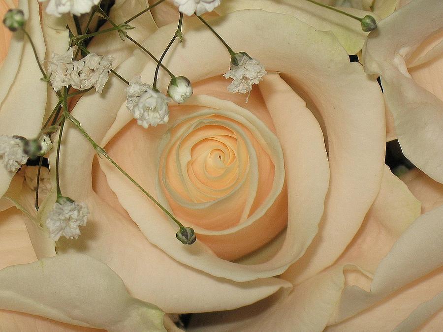 Rose Photograph - Peachy Keen by Lori Lafargue