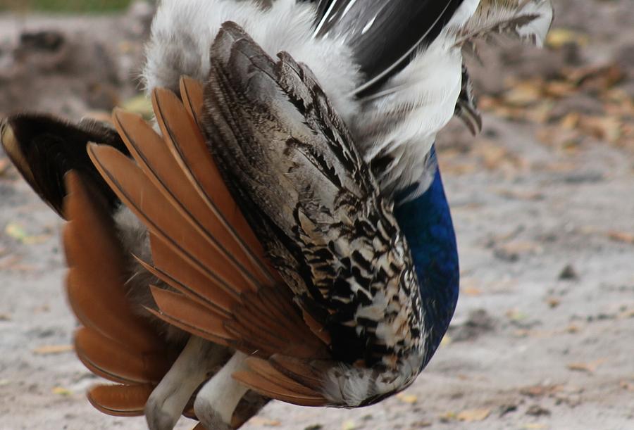 Bird Photograph - Peacock Beauty Behind #1 by Valia Bradshaw