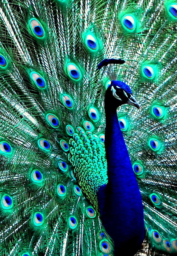 Peacock #1 Photograph by Bindu Viswanathan