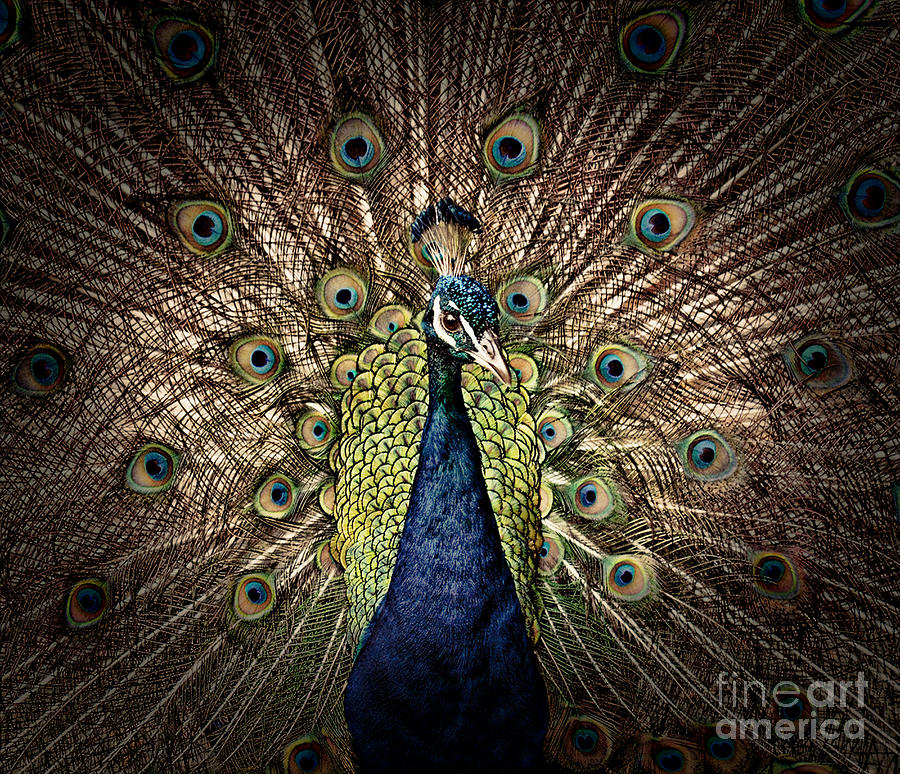 Peacock Displaying His Plumage II #1 Photograph by Jim Fitzpatrick