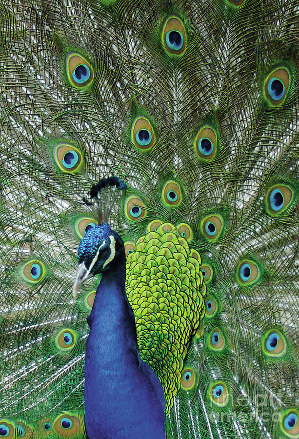 Peacock  Photograph by English School