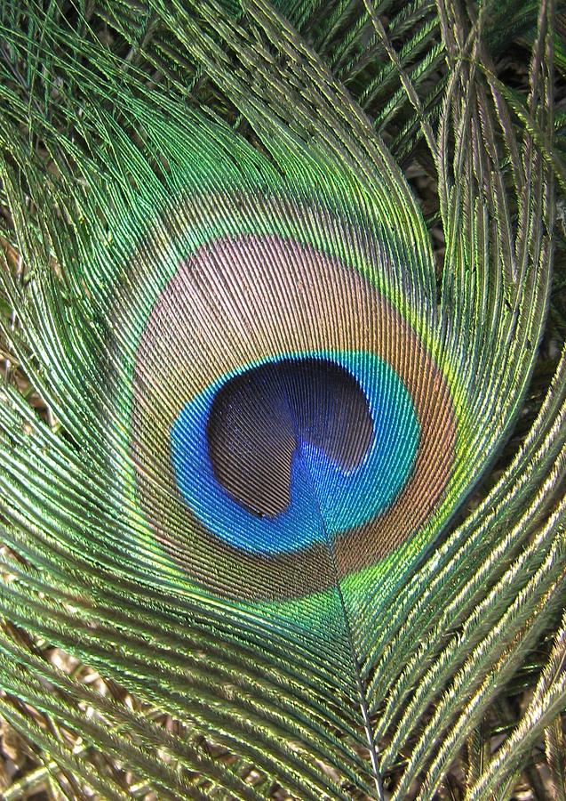 Peacock Feather Photograph by Rebecca Shupp | Fine Art America