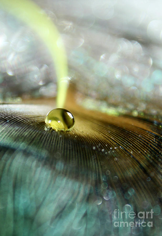 Peacock Photograph - Peacock Fortune #1 by Krissy Katsimbras