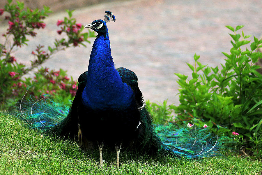 Peacock #1 Photograph by Gene Tatroe