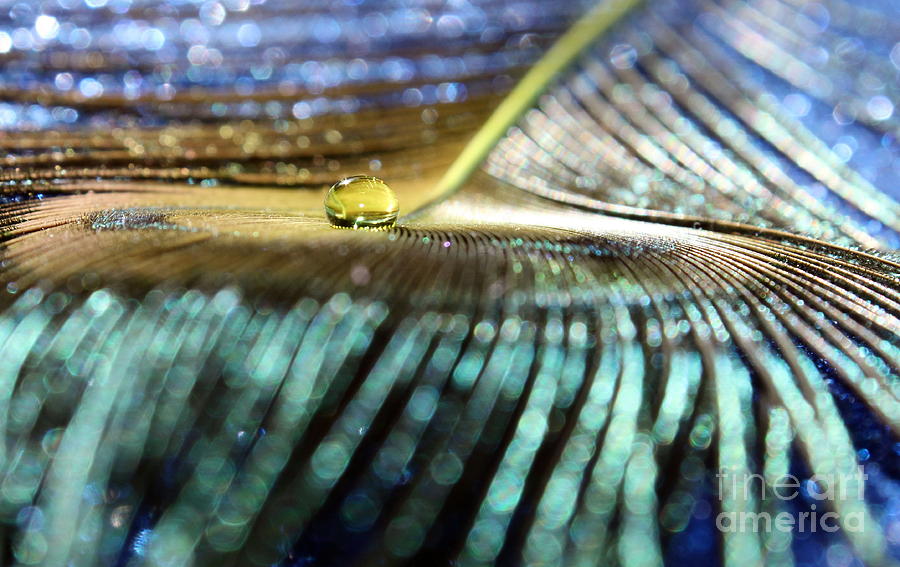 Peacock Gold #1 Photograph by Krissy Katsimbras
