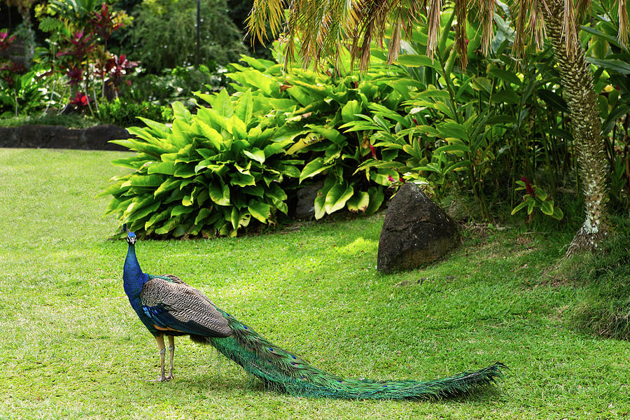 Peacock in a Tropical Garden in Hawaii #1 Photograph by Ami Parikh