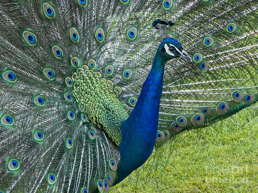 Peacock #1 Photograph by Inge Riis McDonald