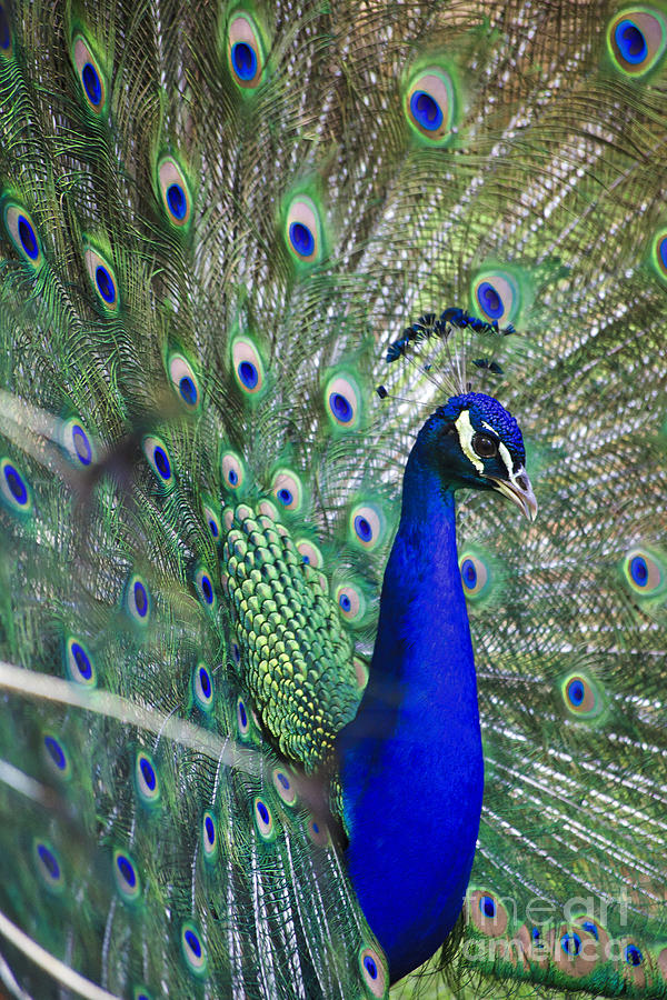 Peacock #1 Photograph by Jill Lang