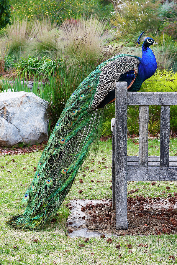 Peacock #1 Photograph by Nicholas Burningham