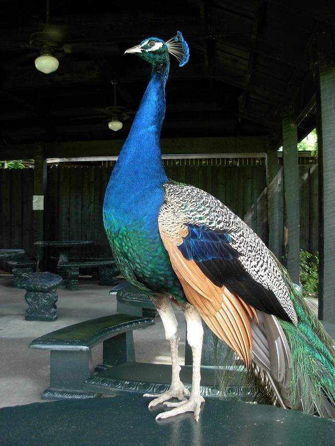 Peacock on Table at Peacock Cafe #1 Photograph by Jeanne Juhos