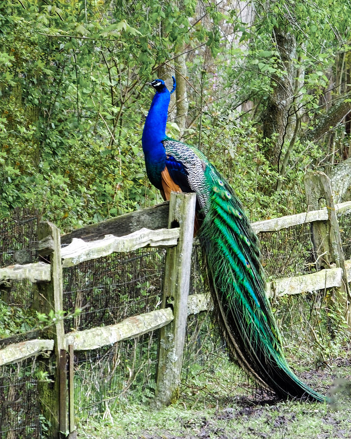Peacock Photograph - Peacock Perching by Terry Shoemaker