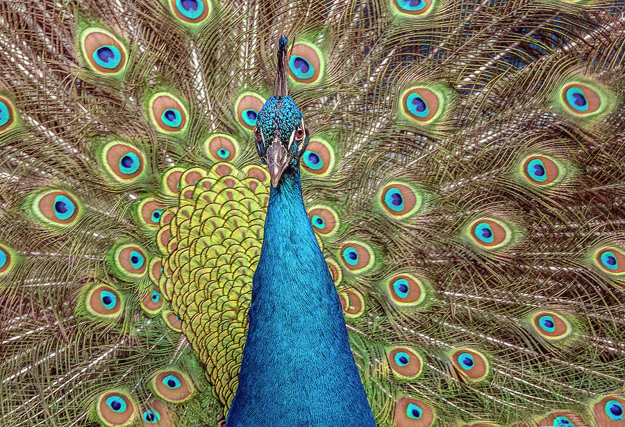 Peacock Splendor #1 Photograph by William Bitman