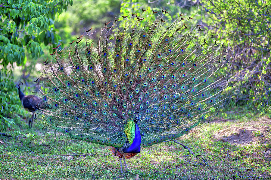 Peacock With Gorgeous Spread Colored Feathers Shows His Tail #1 Photograph by Gina Koch