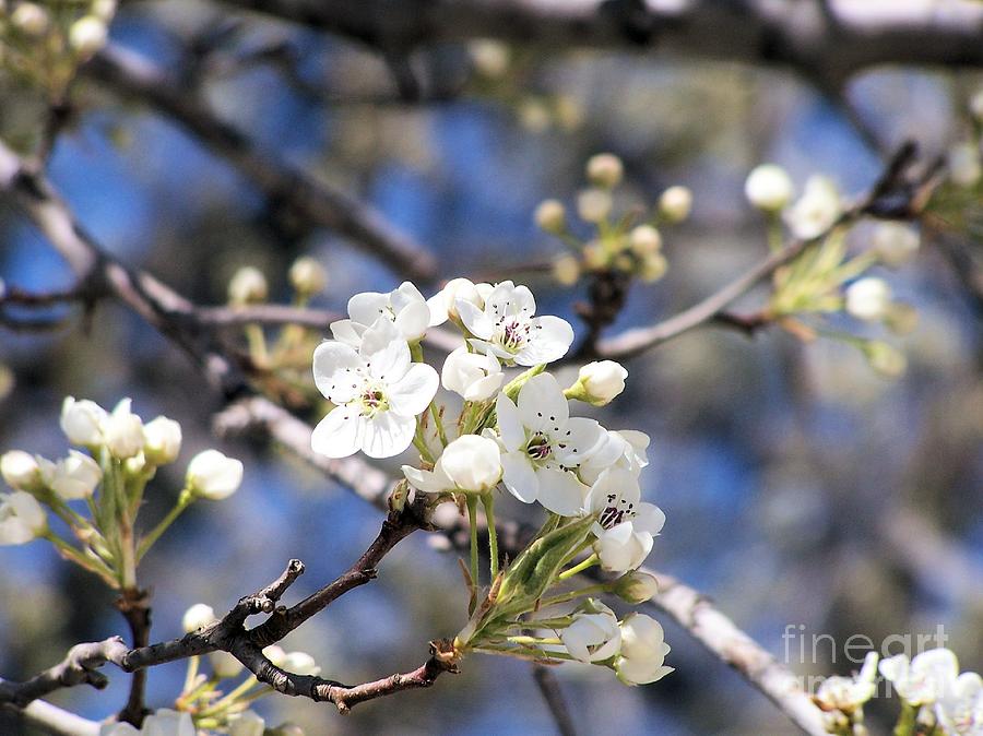 Pear Blossoms Photograph
