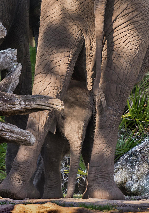 the peek a boo elephant