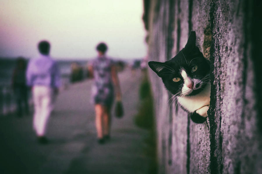Peeking Cat #1 Photograph by Carlos Caetano