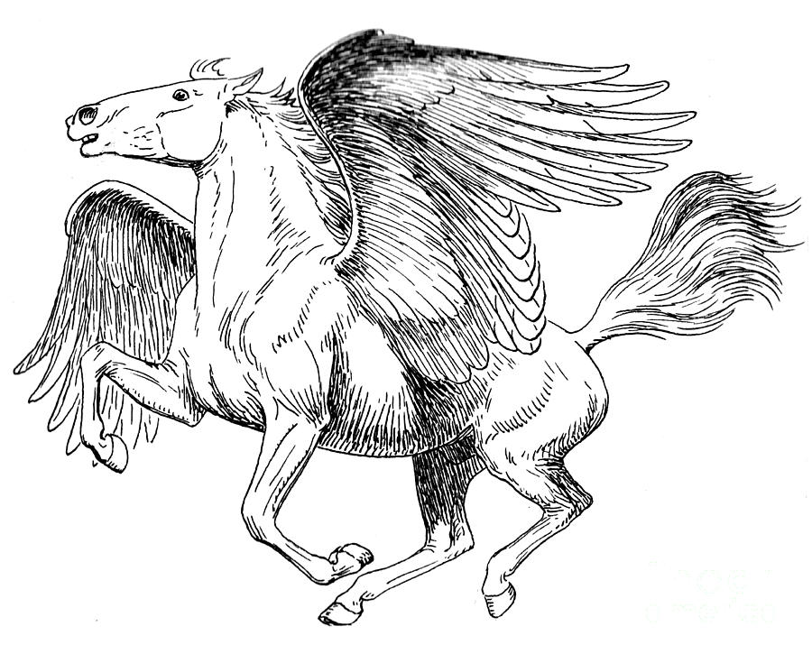 Pegasus Photograph