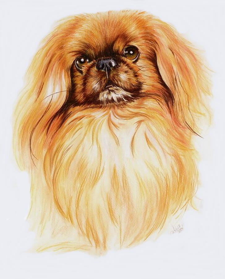 Dog Painting - Pekingese in Watercolor by Barbara Keith
