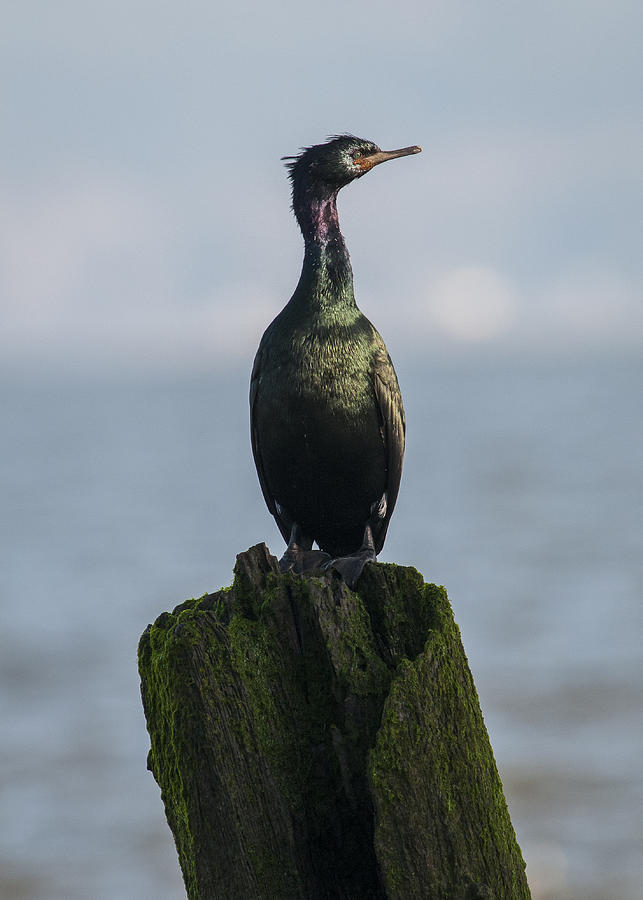 Pelagic Cormorant Photograph by Robert Potts