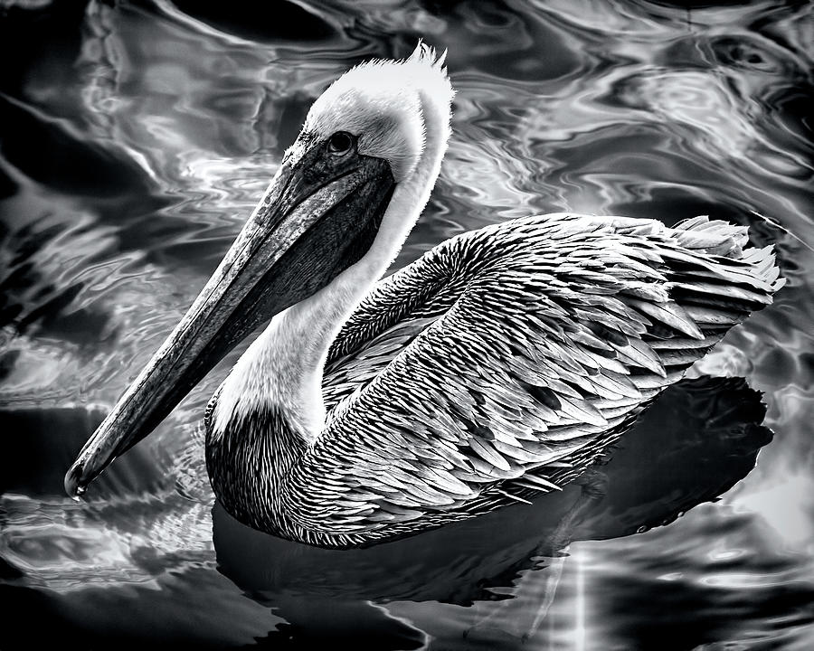 Pelican by Andrew Chianese Pelican by Andrew Chianese