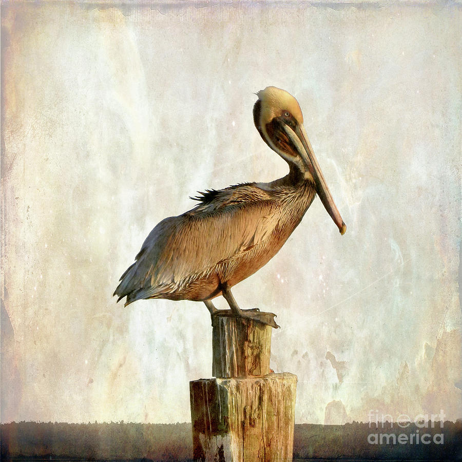 Pelican Art #2 Photograph by Scott Cameron